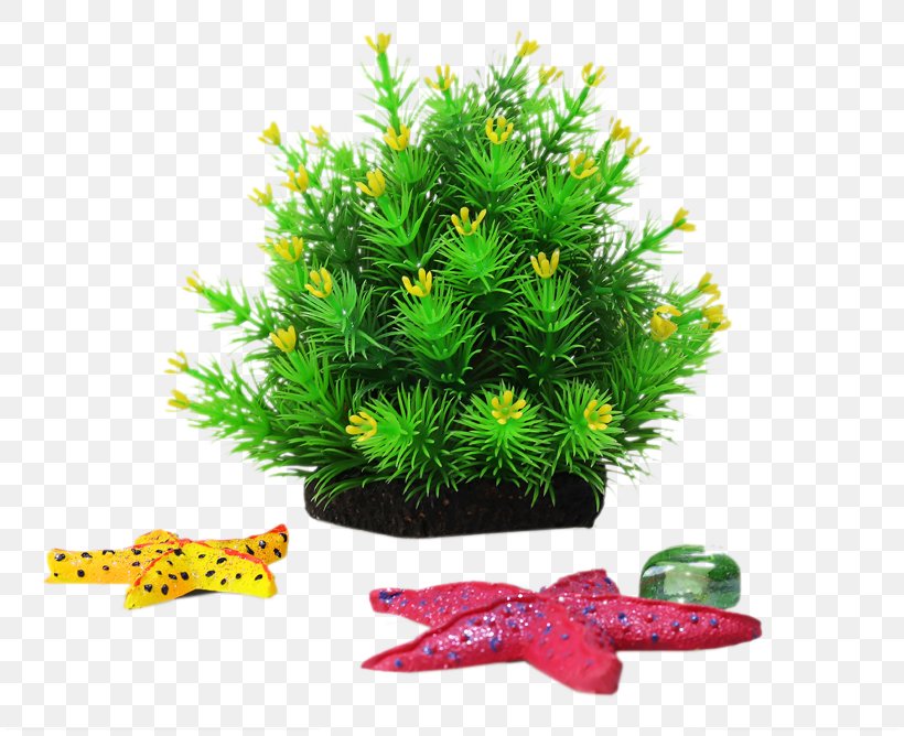 Aquatic Plant Rock, PNG, 810x668px, Aquatic Plant, Christmas Decoration, Christmas Ornament, Christmas Tree, Conifer Download Free