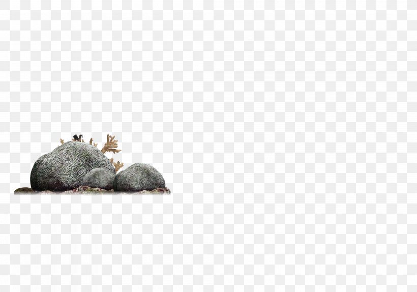 Rat Snout Pattern, PNG, 4000x2800px, Rat, Muroidea, Rodent, Snout Download Free