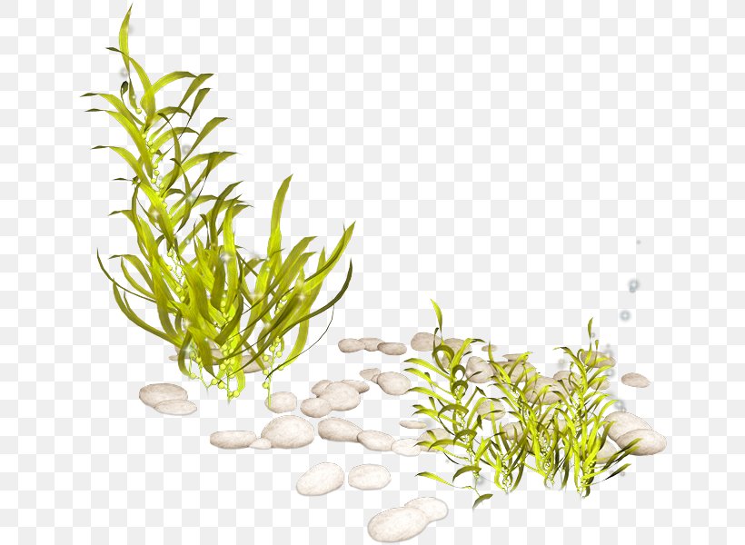 Seaweed Aquatic Plants Clip Art, PNG, 649x600px, Seaweed, Aquarium Decor, Aquatic Plants, Commodity, Freshwater Aquarium Download Free