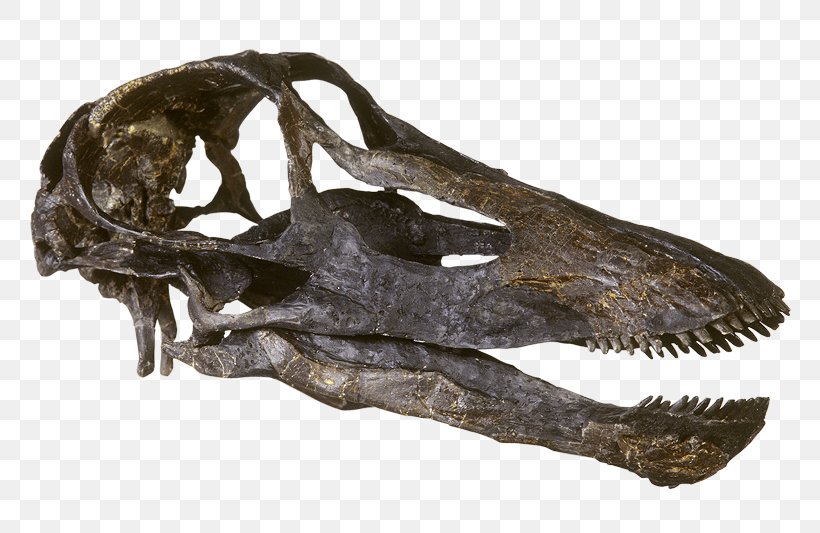 Diplodocus Camarasaurus Skull Kaatedocus Brontosaurus, PNG, 800x533px, Diplodocus, Aathal Dinosaur Museum, Biological Classification, Biology, Bone Download Free