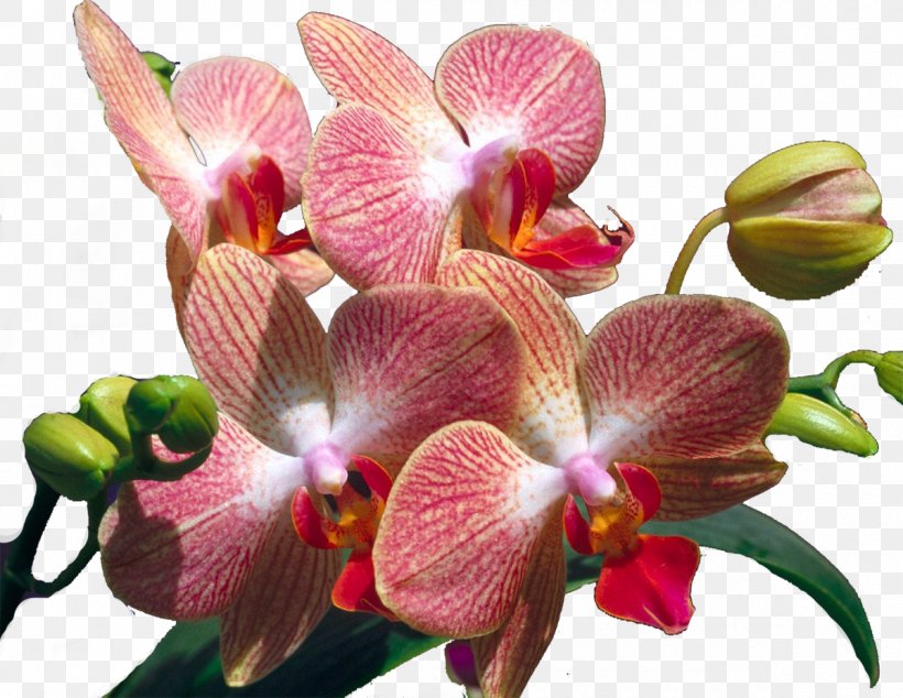 Flower Orchids, PNG, 1200x928px, Flower, Blog, Computer Network, Cut Flowers, Dendrobium Download Free