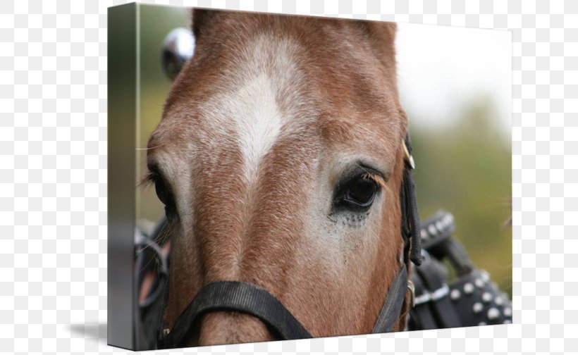 Halter Mane Rein Bridle Pack Animal, PNG, 650x504px, Halter, Bridle, Close Up, Closeup, Horse Download Free