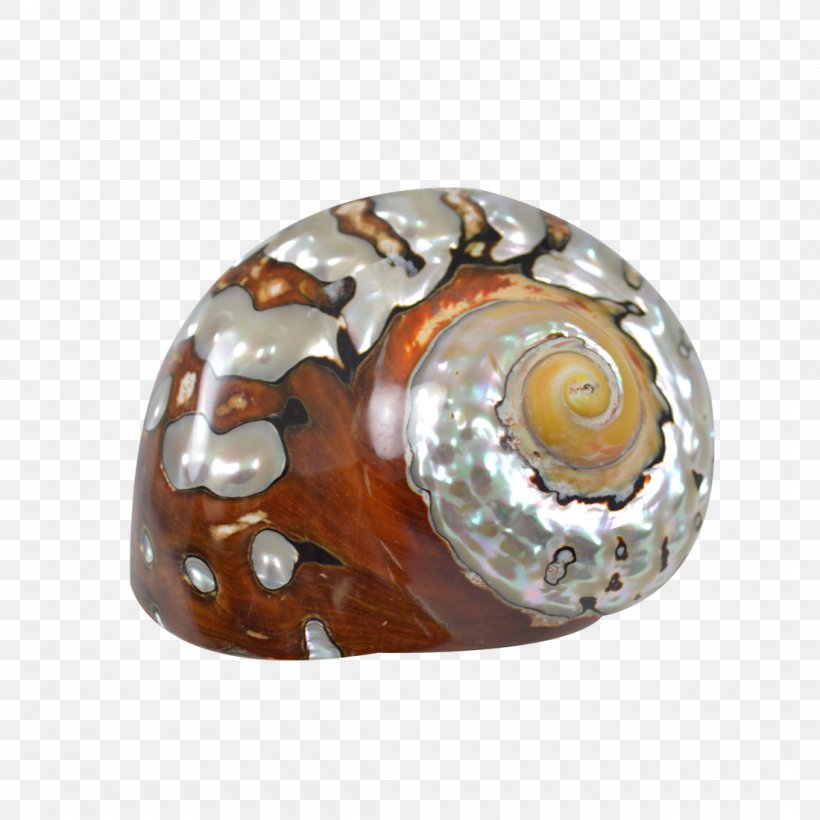 Seashell Turbo Sarmaticus Snail Turbo Petholatus Jewellery, PNG, 1100x1100px, Seashell, Amber, Gemstone, Jewellery, Jewelry Design Download Free