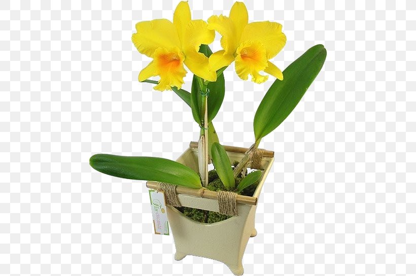 Cattleya Orchids Moth Orchids Boat Orchid Flower, PNG, 470x544px, Cattleya Orchids, Artificial Flower, Boat Orchid, Cattleya, Cut Flowers Download Free