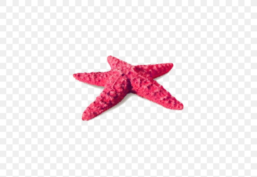 Starfish Sea, PNG, 564x564px, Starfish, Echinoderm, Invertebrate, Marine Invertebrates, Pattern Download Free