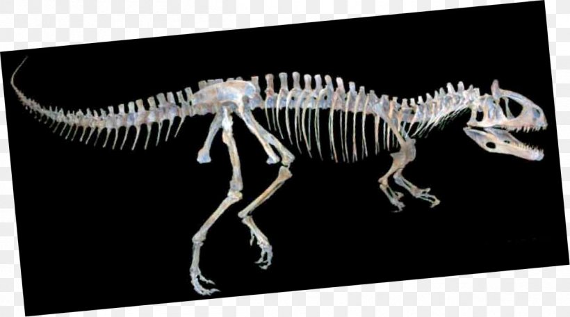 Tyrannosaurus Cryolophosaurus Skeleton Velociraptor Orton Geological Museum, PNG, 1258x700px, Tyrannosaurus, Bone, Cosi Columbus, Cryolophosaurus, Dinosaur Download Free