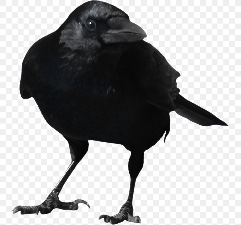 American Crow Rook Clip Art, PNG, 740x765px, American Crow, Alpha Compositing, Beak, Bird, Black And White Download Free
