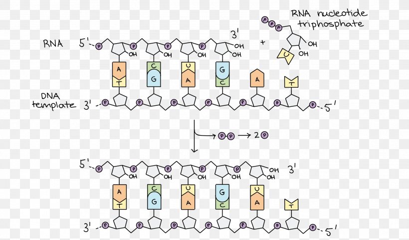 DNA Replication DNA Polymerase Transcription RNA, PNG, 2639x1556px, Dna Replication, Area, Art, Diagram, Dna Download Free