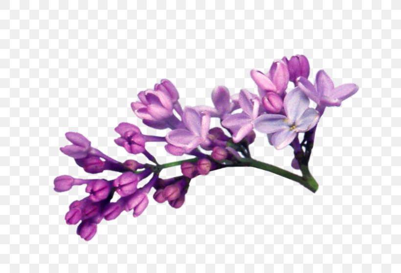 Lilac Clip Art, PNG, 800x559px, Lilac, Bitmap, Blossom, Branch, Cut Flowers Download Free