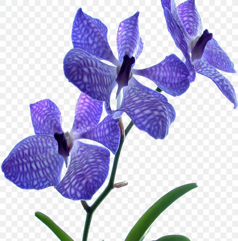 Orchids Flower Blue Dendrobium Desktop Wallpaper, PNG, 1186x1200px, Orchids, Blue, Color, Common Sage, Cymbidium Ensifolium Download Free