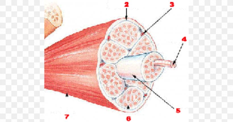 Skeletal Muscle Human Body Muscle Tissue Structure, PNG, 1200x630px, Watercolor, Cartoon, Flower, Frame, Heart Download Free