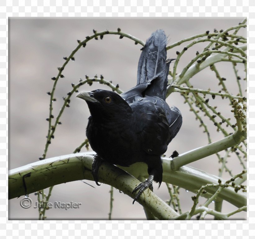 American Crow New Caledonian Crow Common Raven, PNG, 880x827px, American Crow, Beak, Bird, Branch, Common Raven Download Free