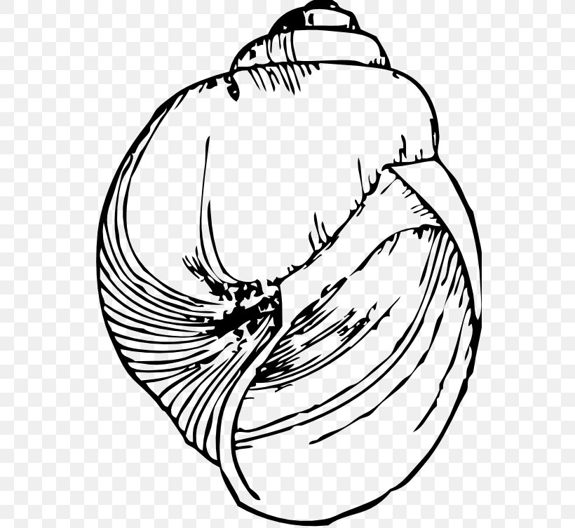 Black And White Seashell Drawing Gastropod Shell Clip Art, PNG, 555x753px, Black And White, Art, Artwork, Beak, Bird Download Free