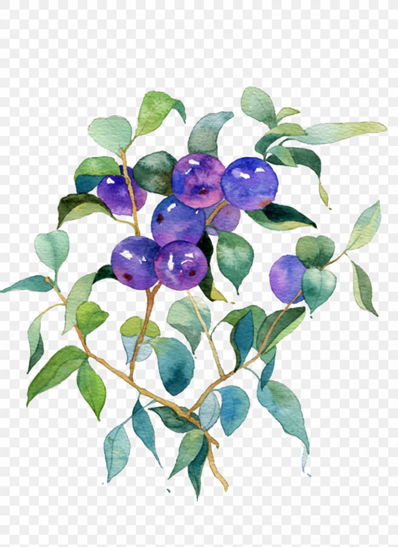 Blueberry Fruit, PNG, 850x1167px, Blueberry, Bilberry, Branch, Floral Design, Flower Download Free