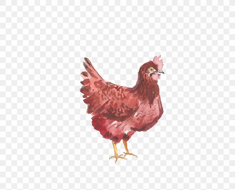 Chicken Rooster Gratis Google Images, PNG, 903x732px, Chicken, Android, Beak, Bird, Chicken Meat Download Free