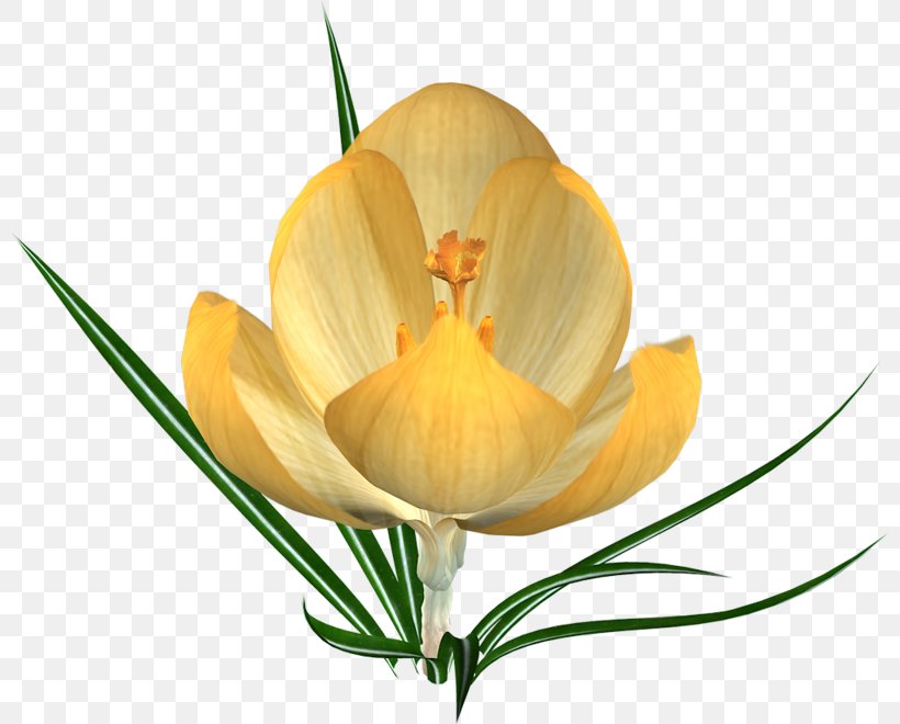 Crocus Flower Pulsatilla Patens Yellow Clip Art, PNG, 800x660px, Crocus, Albom, Blog, Color, Cut Flowers Download Free