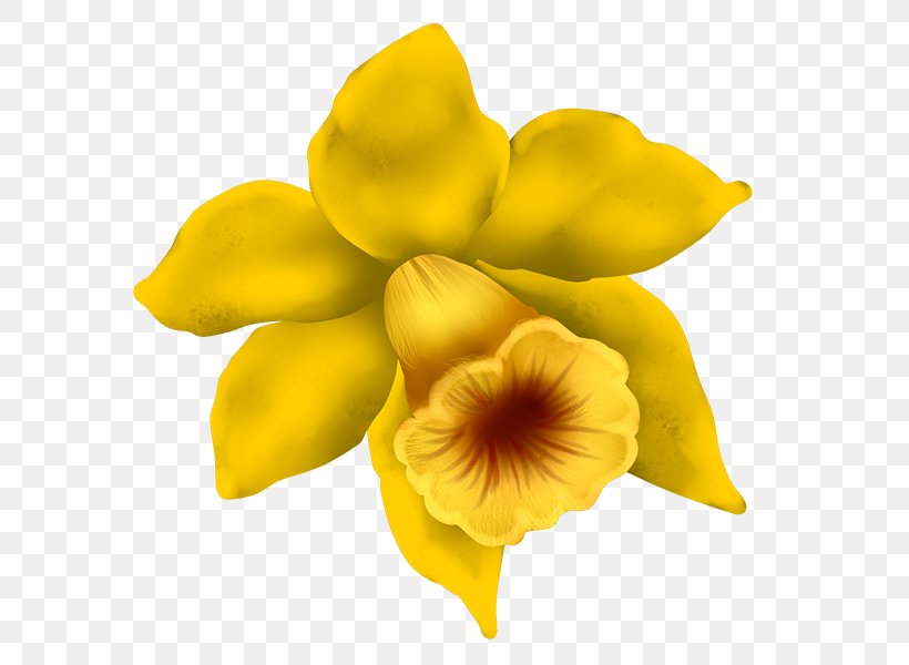Daffodil Clip Art, PNG, 600x600px, Daffodil, Cut Flowers, Flower, Flowering Plant, Petal Download Free