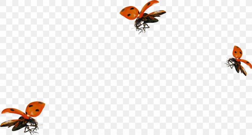 Ladybird, PNG, 1715x921px, Google Images, Arthropod, Bee, Flower, Honey Bee Download Free