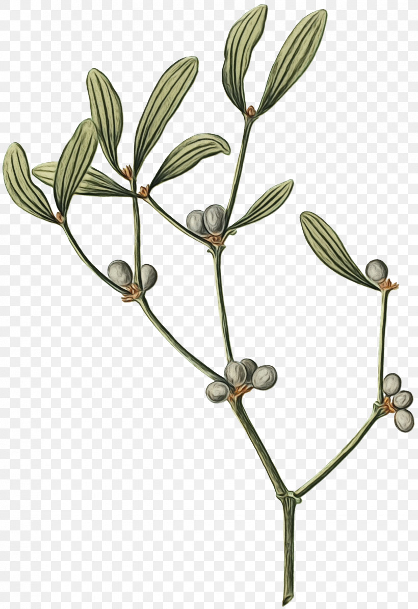 Plant Flower Branch Twig Tree, PNG, 1236x1800px, Watercolor, Branch, Flower, Paint, Pedicel Download Free