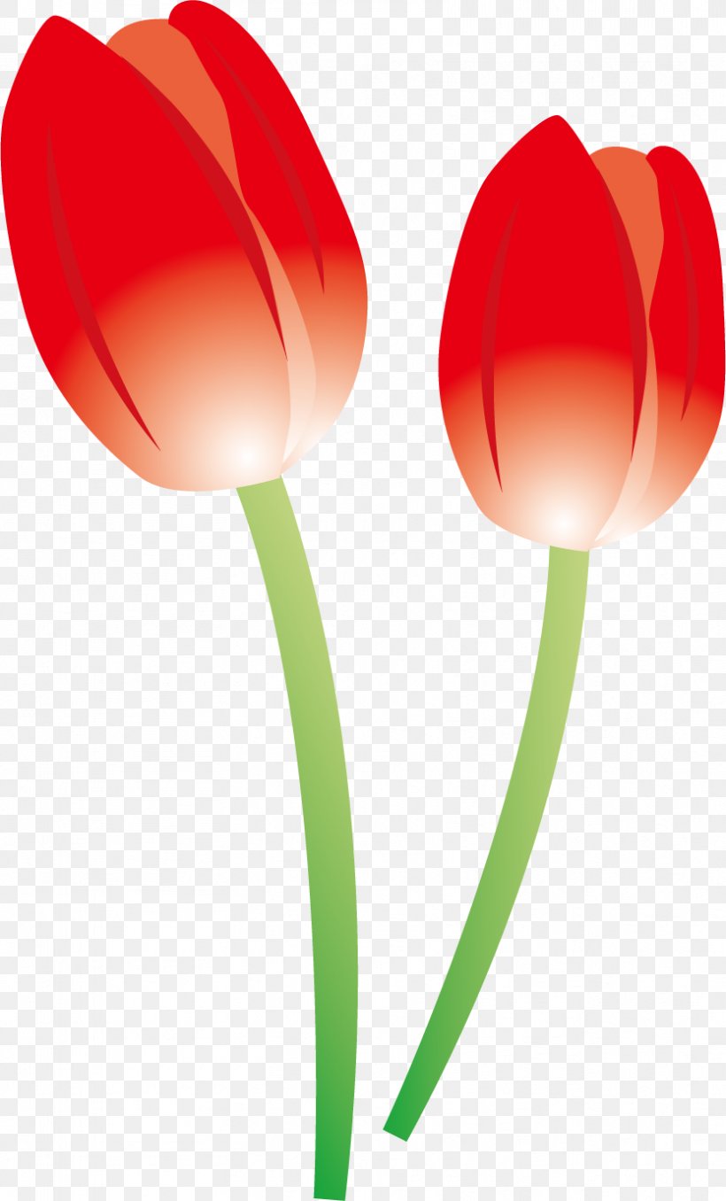 Tulip Flowers., PNG, 832x1376px, Tulip, Copyright, Copyrightfree, Flower, Flowering Plant Download Free