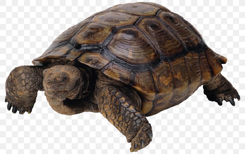 Turtle Image Resolution Download, PNG, 800x516px, Turtle, Box Turtle, Chelydridae, Common Snapping Turtle, Computer Software Download Free