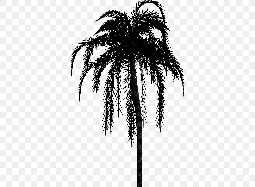 Asian Palmyra Palm PicsArt Photo Studio Palm Trees Babassu Sticker, PNG, 600x600px, Asian Palmyra Palm, Arecales, Attalea Speciosa, Babassu, Blackandwhite Download Free