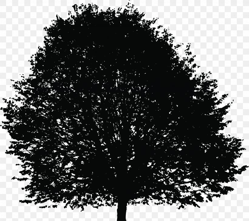 Branch Tree Silhouette Clip Art, PNG, 2218x1972px, Branch, Black And White, Deciduous, Monochrome, Monochrome Photography Download Free