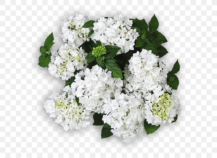 Hydrangea Cut Flowers Floral Design Flower Bouquet, PNG, 600x600px, Hydrangea, Alisons, Alyssum, Annual Plant, Coco Download Free