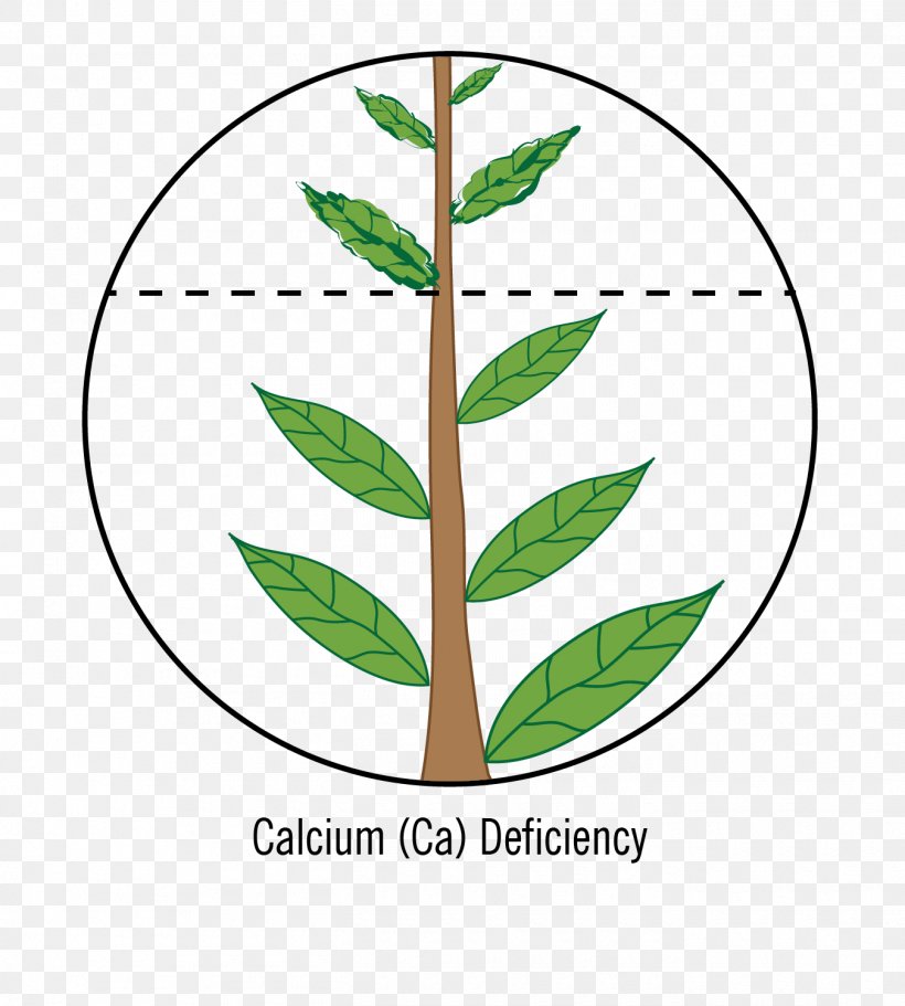 Leaf Plant Stem Clip Art Plants Photosynthesis, PNG, 1350x1500px, Leaf, Area, Artwork, Diagram, Drawing Download Free