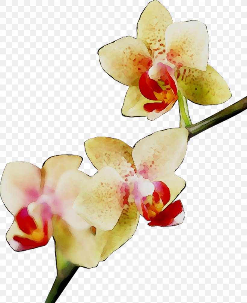 Moth Orchids Cattleya Orchids Cut Flowers, PNG, 999x1224px, Moth Orchids, Branch, Cattleya, Cattleya Orchids, Cut Flowers Download Free