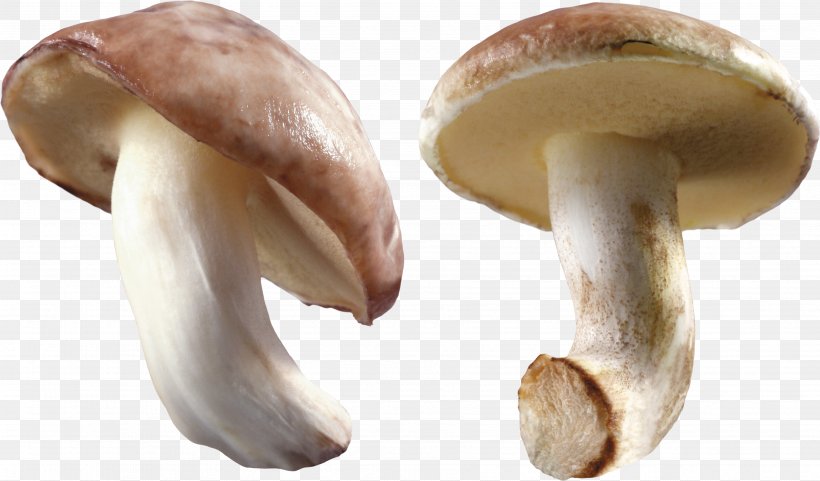 Oyster Mushroom, PNG, 3568x2094px, Mushroom, Boletus Edulis, Common Mushroom, Display Resolution, Edible Mushroom Download Free