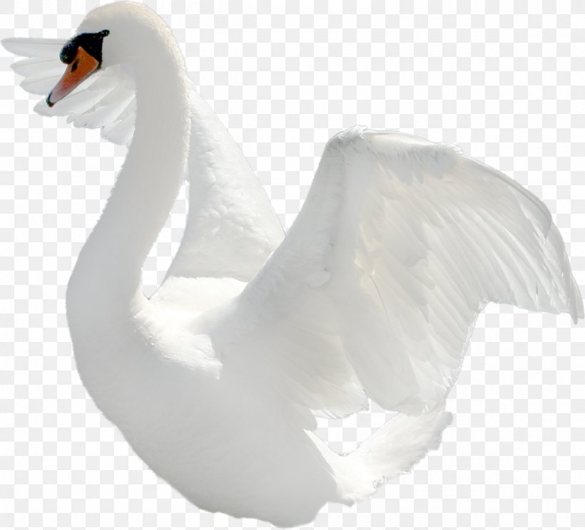 Bird Black Swan Clip Art, PNG, 1200x1089px, Bird, Beak, Black Swan, Cygnini, Digital Image Download Free