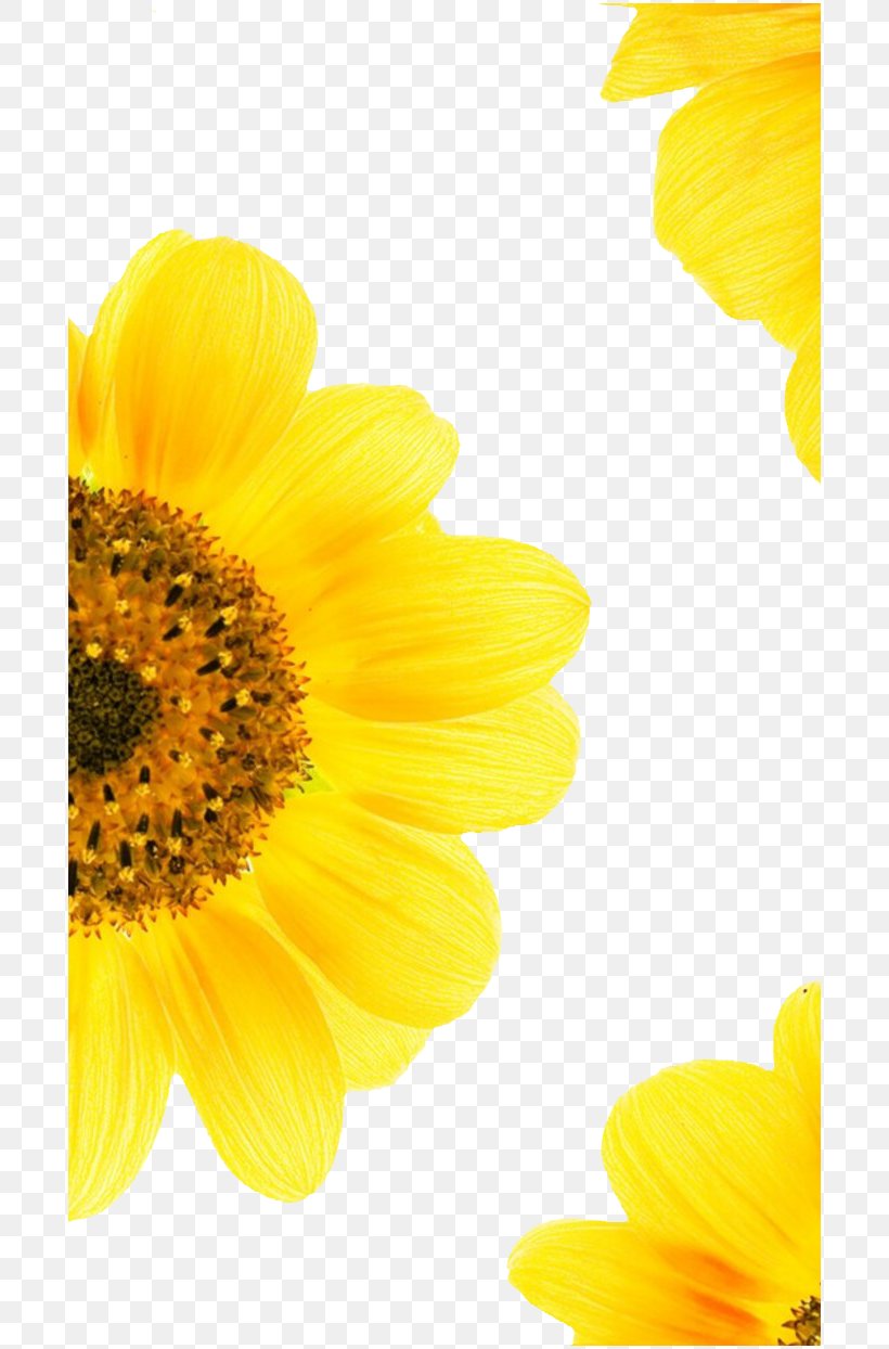 Common Sunflower Download Summer Google Images, PNG, 700x1244px, Common Sunflower, Computer, Daisy Family, Drawing, Flower Download Free