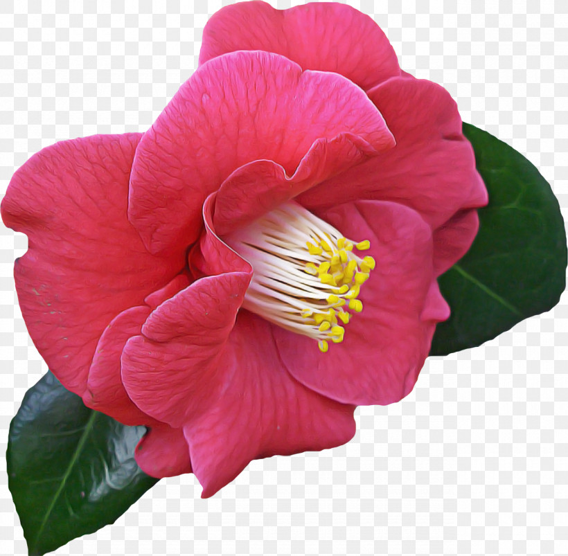 Flower Petal Plant Pink Japanese Camellia, PNG, 1280x1255px, Flower, Camellia, Japanese Camellia, Magenta, Perennial Plant Download Free