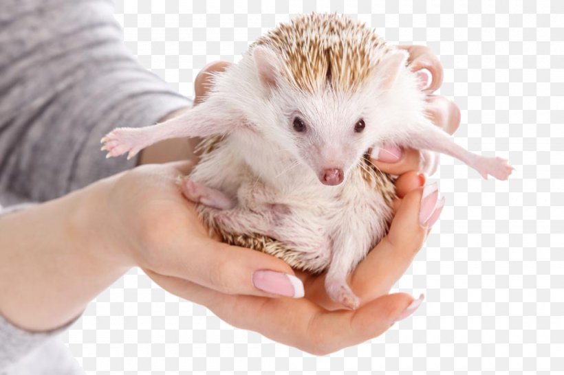 Domesticated Hedgehog Four-toed Hedgehog Erinaceus Photography, PNG, 1000x667px, Domesticated Hedgehog, Animal, Atelerix, Cuteness, Eating Download Free