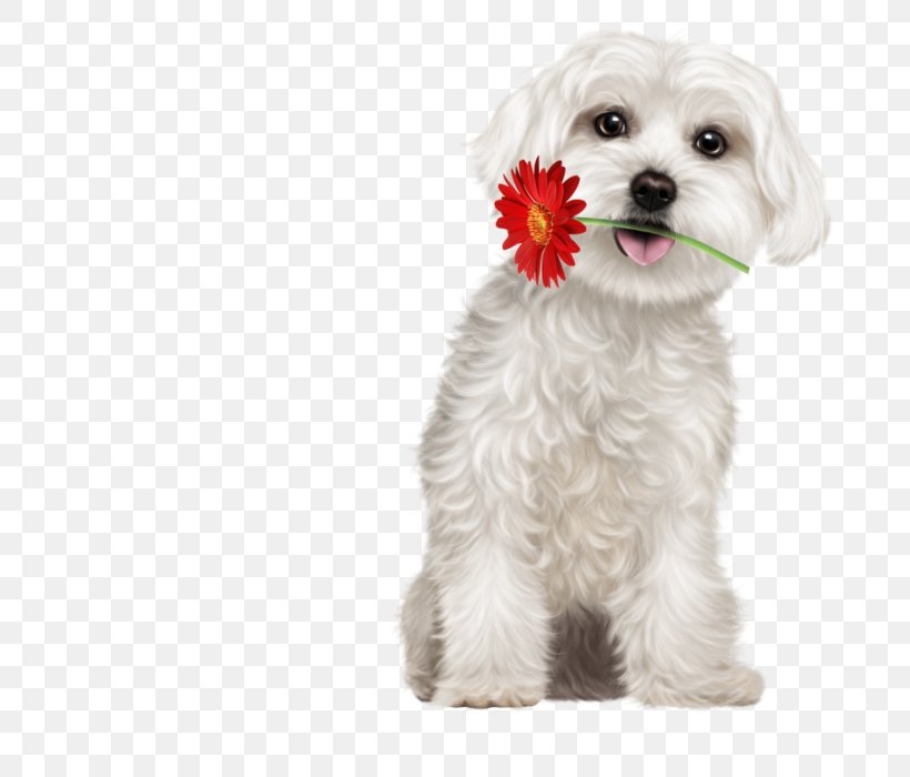 Maltese Dog Puppy Havanese Dog Little Lion Dog Schnoodle, PNG, 700x700px, Maltese Dog, Animal, Bichon, Carnivoran, Cavachon Download Free