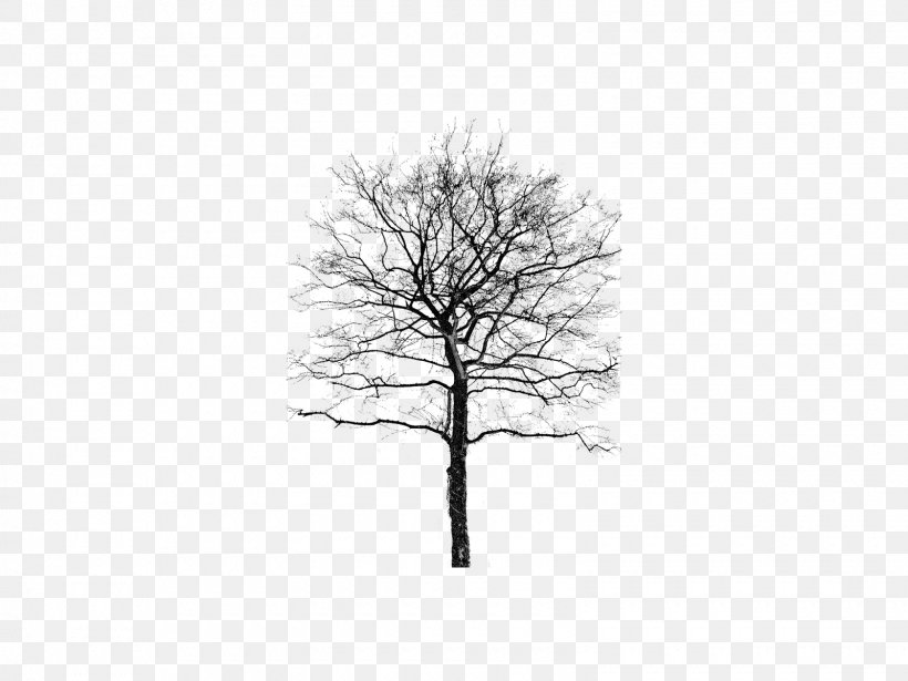 Woody Plant Tree, PNG, 1600x1200px, Woody Plant, Black And White, Branch, Editing, Email Download Free