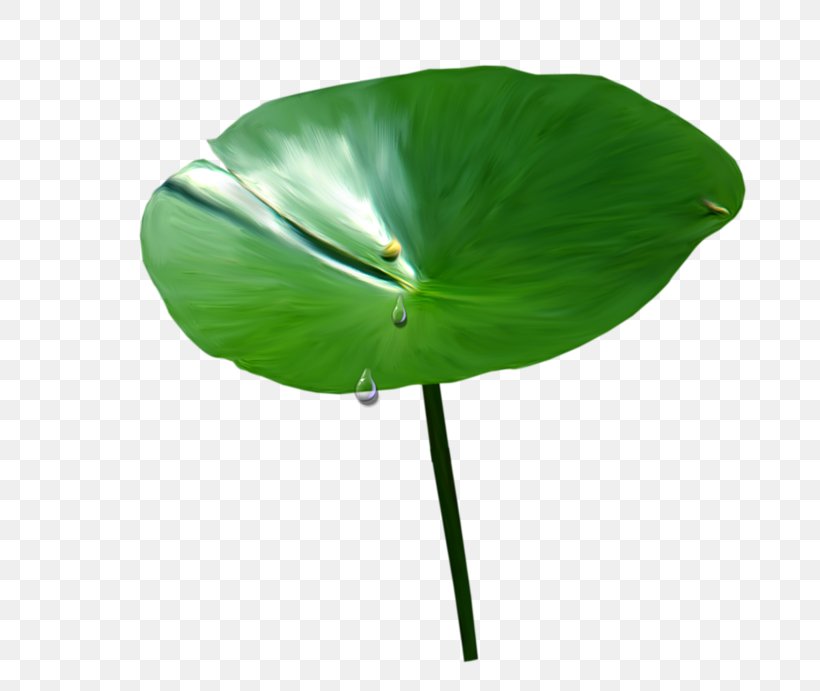 Product Design Plant Stem Leaf, PNG, 800x691px, Plant Stem, Alismatales, Anthurium, Arum Family, Botany Download Free