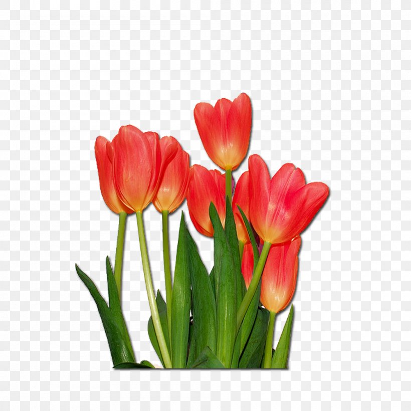 Tulip Flower Message, PNG, 1000x1000px, Tulip, Animation, Anniversary, Bud, Cut Flowers Download Free