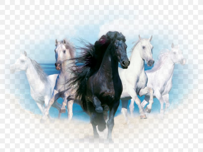 Andalusian Horse Desktop Wallpaper White Wild Horse Black, PNG, 980x735px, Andalusian Horse, Animal, Bit, Black, Collection Download Free