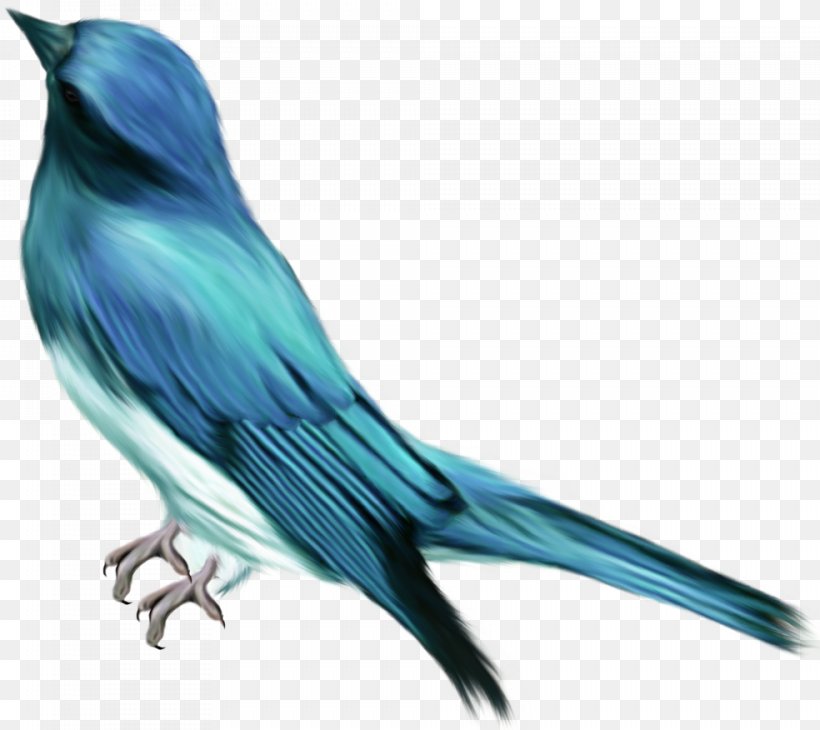 Bird Blue Color Clip Art, PNG, 984x876px, Bird, Beak, Blue, Bluebird, Color Download Free