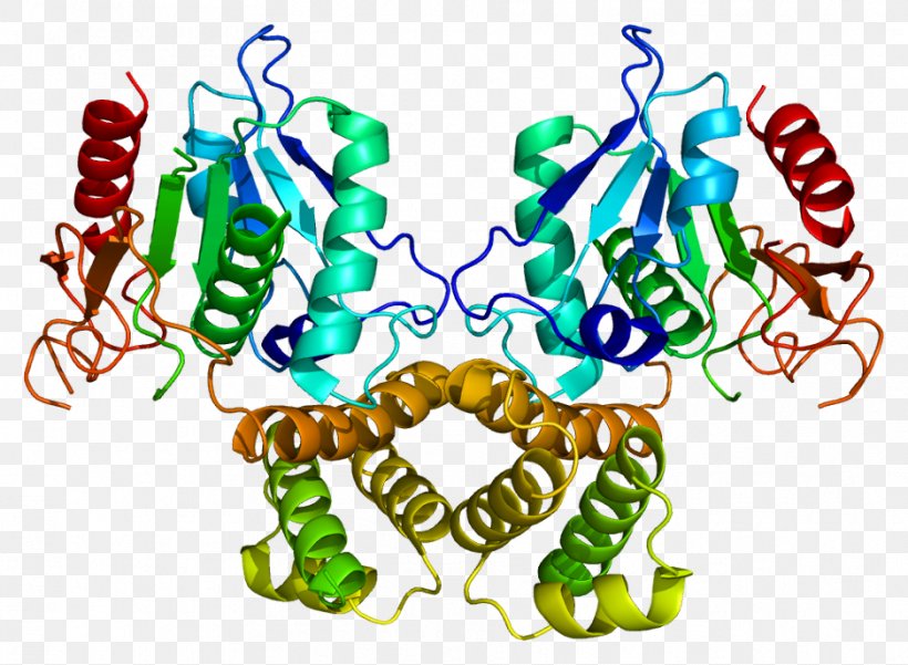 Fatty Acid Synthase Fatty Acid Synthesis Enzyme, PNG, 938x688px, Fatty Acid Synthase, Acetylcoa, Acetylcoa Carboxylase, Acid, Acyl Carrier Protein Download Free
