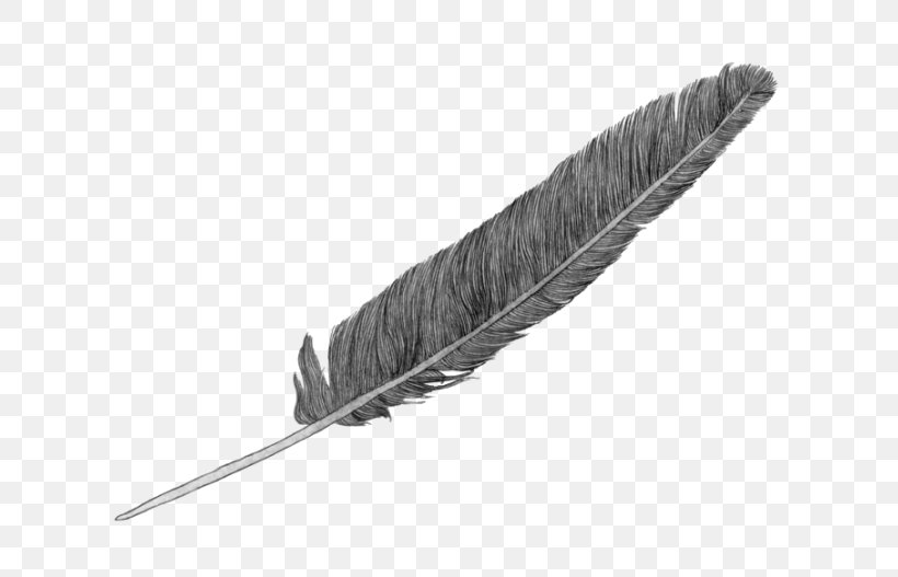 Feather, PNG, 700x527px, Feather, Quill Download Free