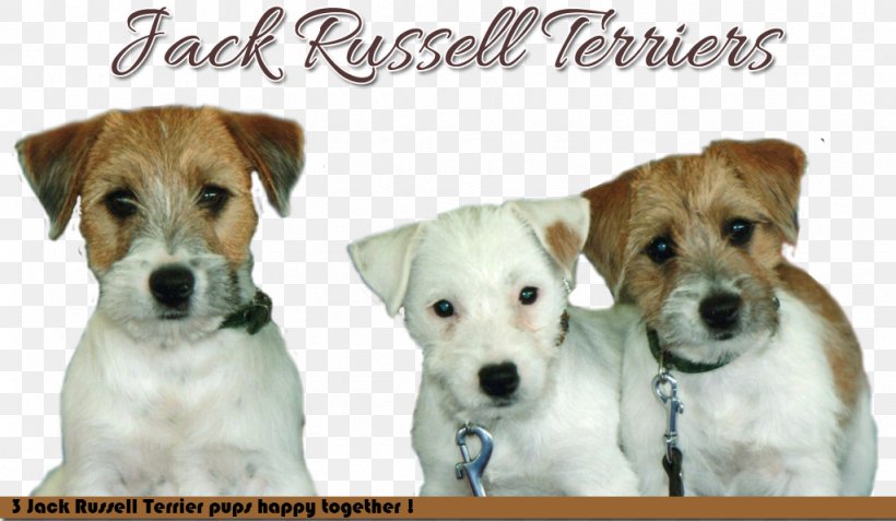Jack Russell Terrier Parson Russell Terrier Dog Breed Companion Dog, PNG, 1024x596px, Jack Russell Terrier, Breed, Breed Group Dog, Companion Dog, Dog Download Free