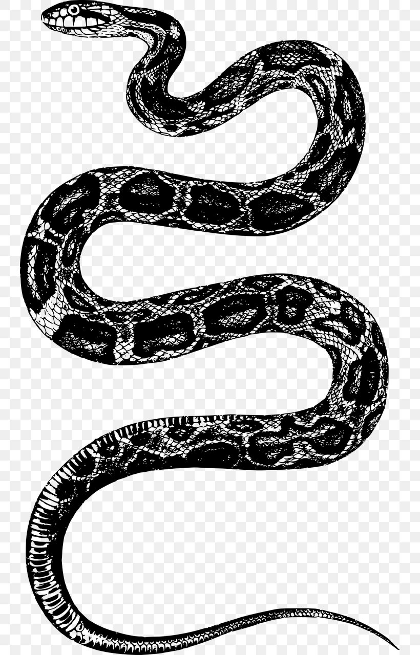 Rattlesnake Rat Snake, PNG, 742x1280px, Snake, Art, Black And White, Black Mamba, Black Rat Snake Download Free