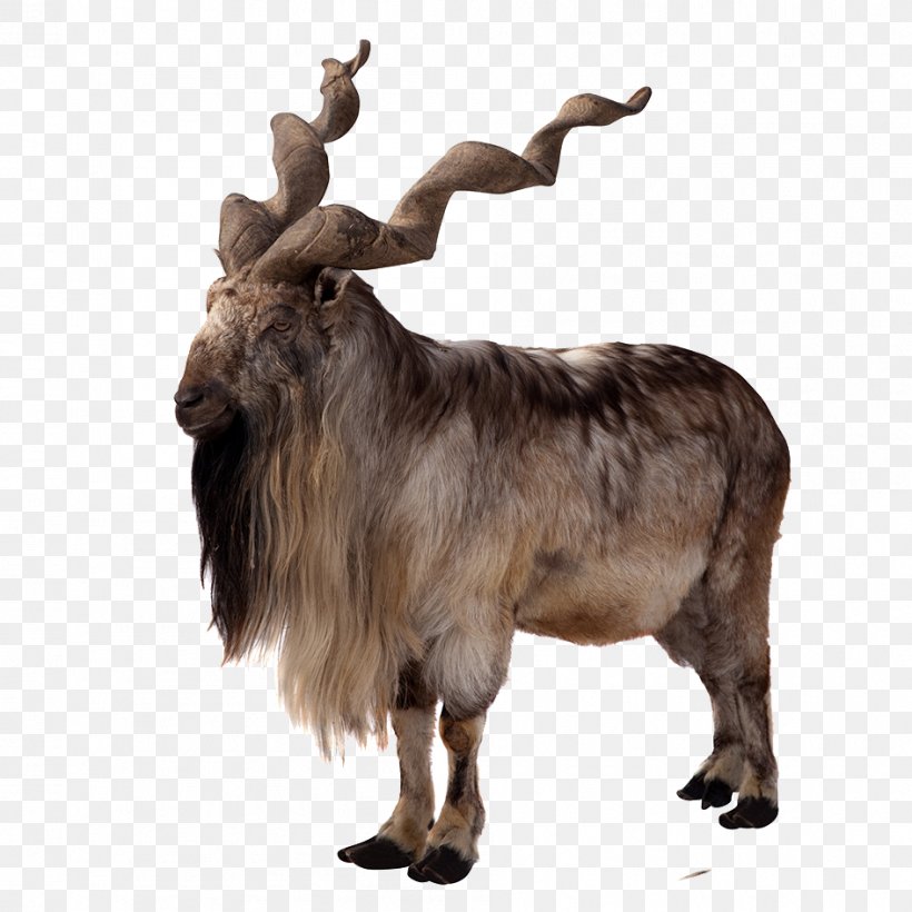 Toggenburg Goat Markhor Sheep Antelope East Caucasian Tur, PNG, 945x945px, Toggenburg Goat, Antelope, Barbary Sheep, Cattle Like Mammal, Cow Goat Family Download Free