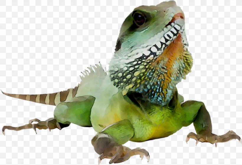 Common Iguanas Chinese Water Dragon Agamid Lizards Pet, PNG, 1228x842px, Common Iguanas, Agamid Lizards, Animal, Animal Figure, Chinese Water Dragon Download Free