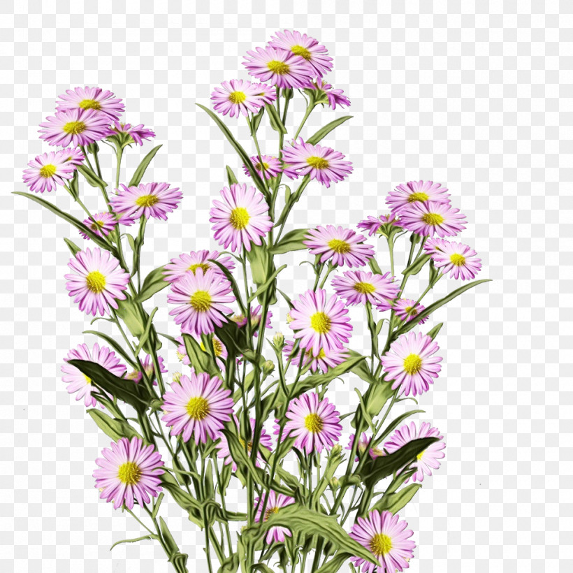 Floral Design, PNG, 1000x1000px, Watercolor, Annual Plant, Argyranthemum, Biology, Family Download Free