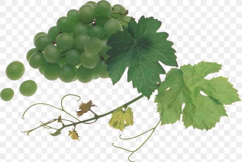 Grapevines Food Fruit, PNG, 1200x804px, Grape, Berry, Food, Fruit, Grape Leaves Download Free