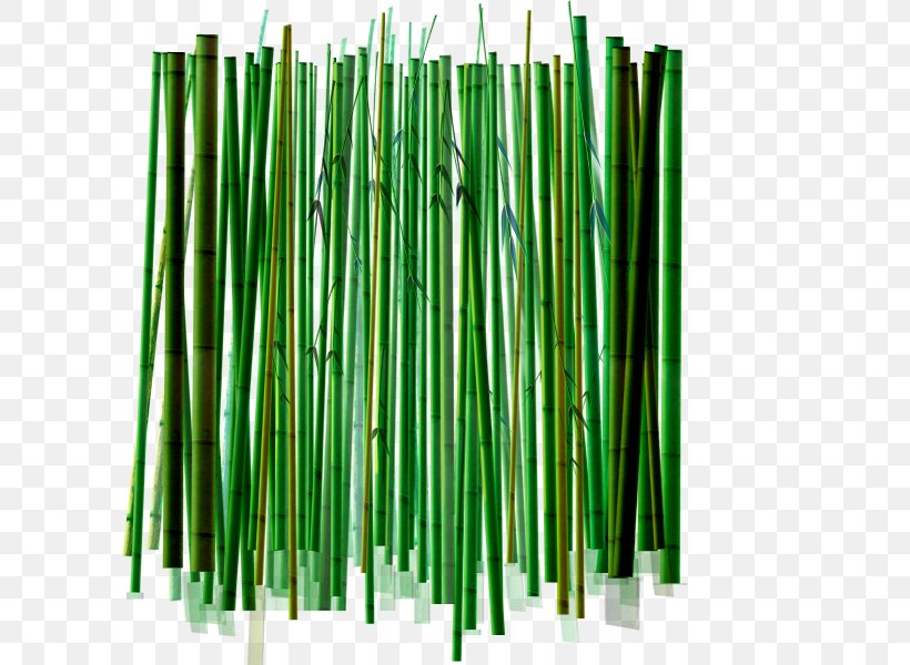 Bamboo Download Drawing, PNG, 600x600px, Bamboo, Bamboe, Drawing, Grass, Grass Family Download Free